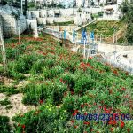 iSTERN מבית וקסמן גוברין - פרוייקט ואדי סליב גינת פרחים